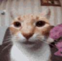 16684-catstare-1