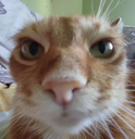 43981-catstare-1