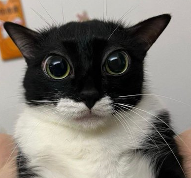 62442-catsnug-1