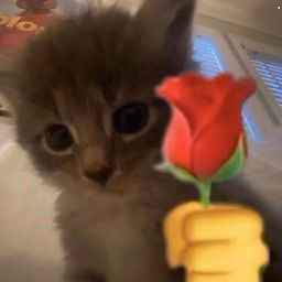 72953-cat-1-1