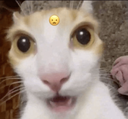 89215-catwow-1
